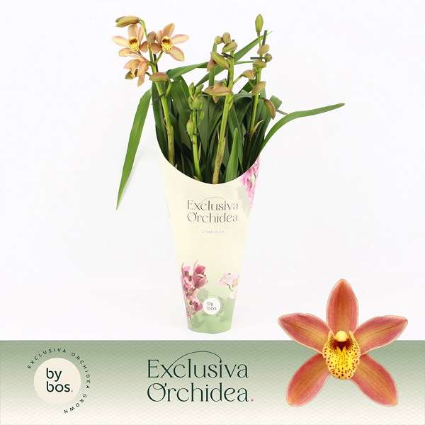 Picture of CYMBIDIUM 04-STEM WILHELMINA POTCOVER