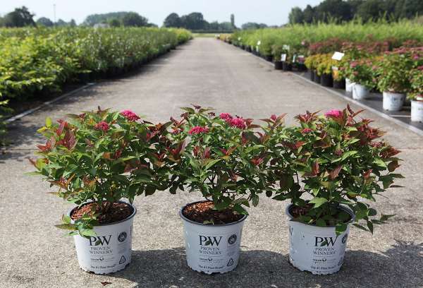 Picture of SPIRAEA JAPONICA DOUBLE PLAY DOOZIE