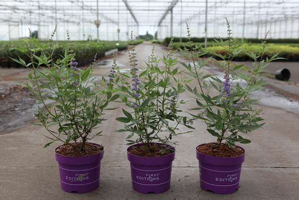 Picture of Vitex agnus-castus queen bee