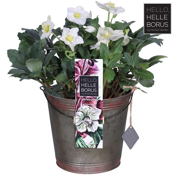 Picture of HELLEBORUS NIGER CHRISTMAS CAROL IN BUCKET