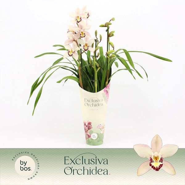 Picture of CYMBIDIUM 03-STEM LITTLE STEF POTCOVER