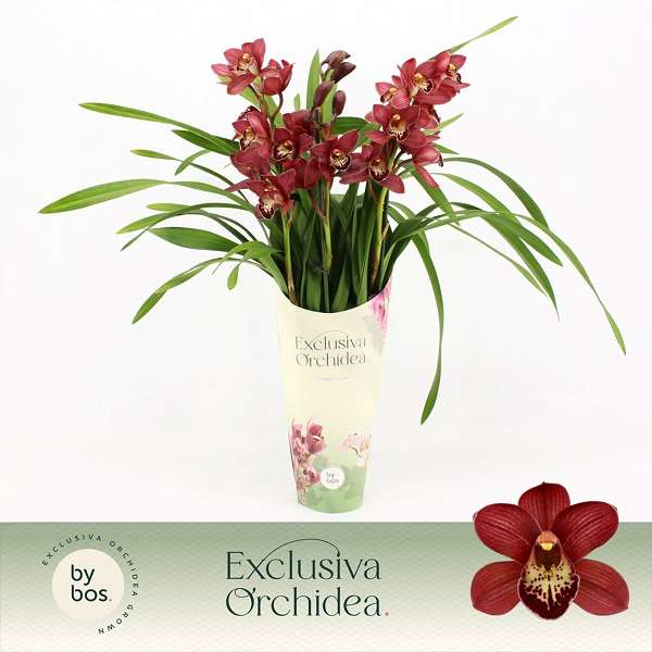 Picture of CYMBIDIUM 03-STEM RED BEAUTY POTCOVER