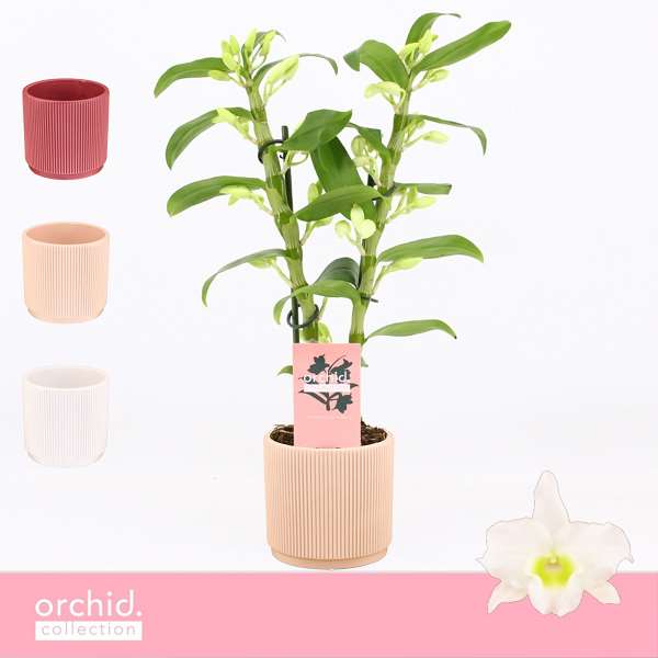 Picture of DENDROBIUM NOBILE 02-STEM APOLLON IN CERAMIC