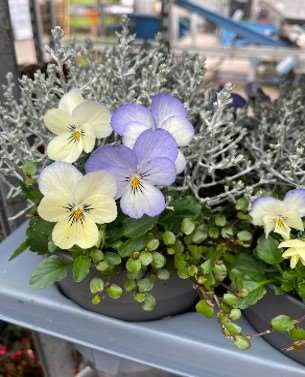 Picture of CALOCEPHALUS+MUEHLENBECKIA+VIOLA TRIO