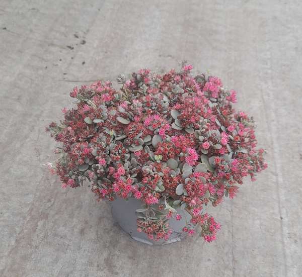 Picture of SEDUM SUNSPARKLER BLUE ELF