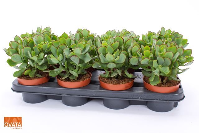 Picture of CRASSULA ARBORESCENS CURLY GREEN