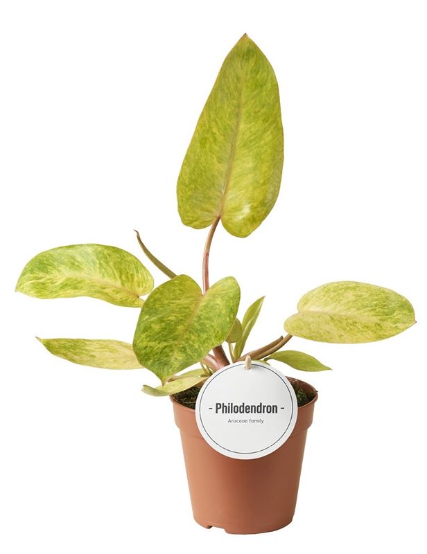 Picture of Philodendron erubescens painted lady