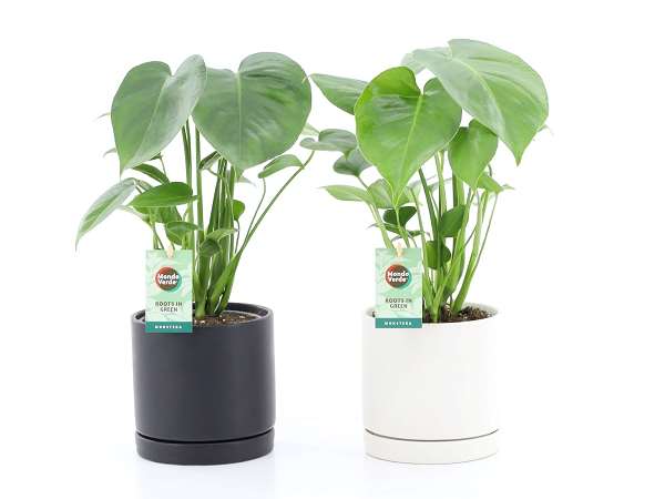 Picture of MONSTERA DELICIOSA IN CERAMIC