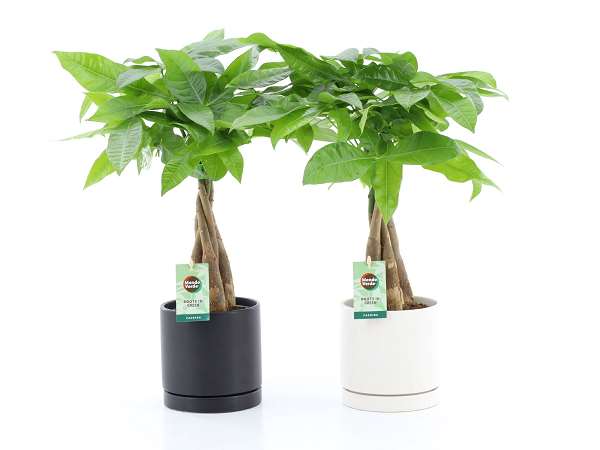 Picture of PACHIRA AQUATICA BRAIDED STEM IN CERAMIC