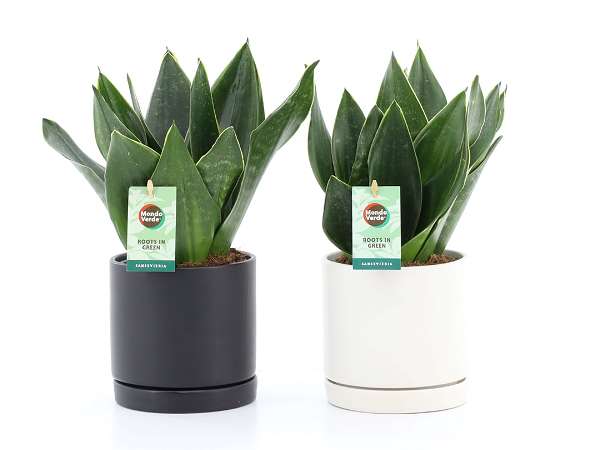 Picture of SANSEVIERIA BLACK DIAMOND IN CERAMIC