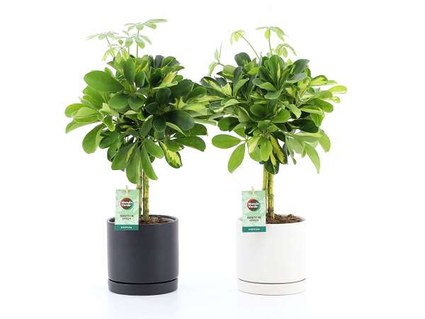 Picture of SCHEFFLERA GOLD CAPELLA IN CERAMIC