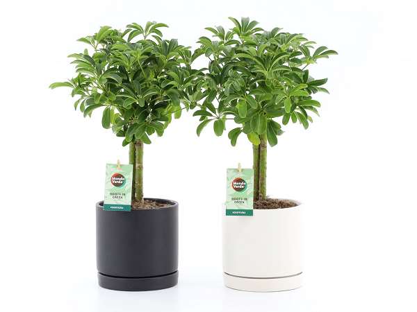 Picture of SCHEFFLERA LUSEANA IN CERAMIC