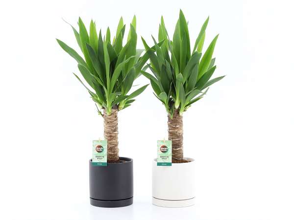 Picture of YUCCA ELEPHANTIPES STEM IN CERAMIC