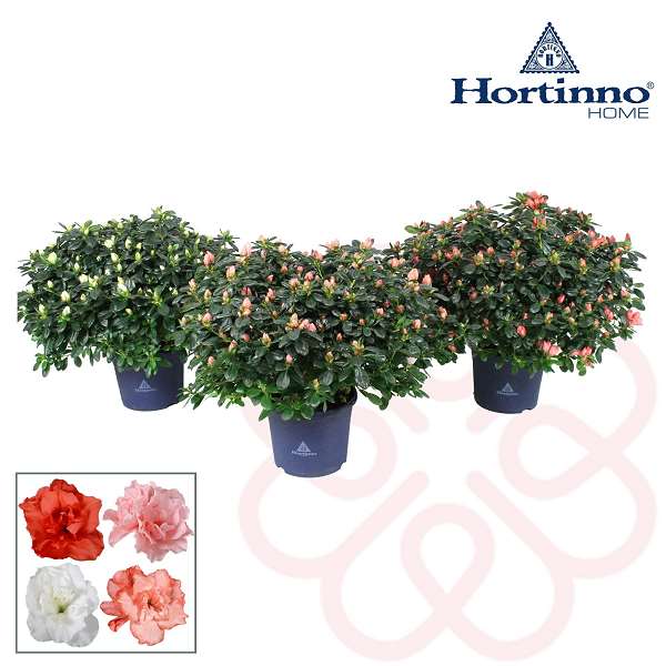 Picture of RHODODENDRON SIMSII (AZALEA) HORTINNO MIX