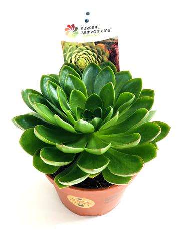 Picture of Semponium diamond