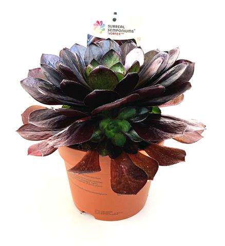 Picture of Semponium vortex