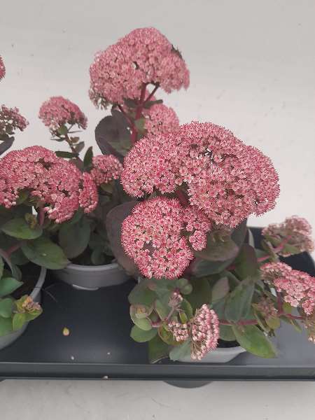 Picture of SEDUM TELEPHIUM SEDUCTION CHERRY CHOCOLATE