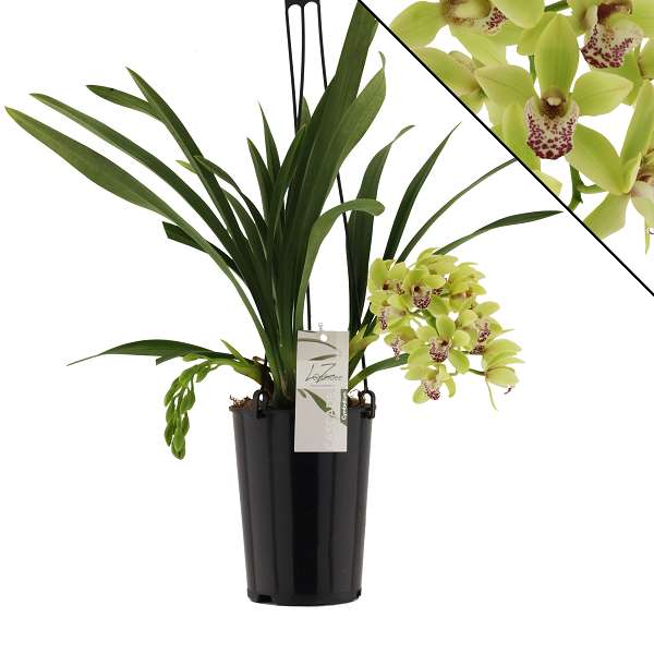 Picture of CYMBIDIUM 02-STEM CASCADE HARWIN