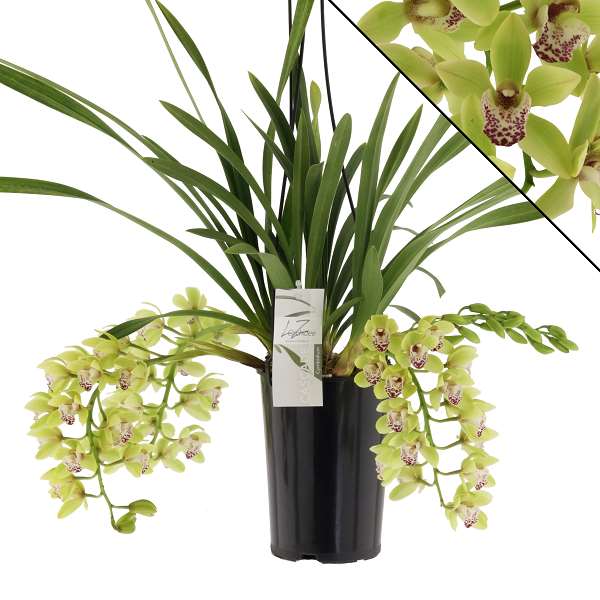 Picture of CYMBIDIUM 03-STEM CASCADE HARWIN