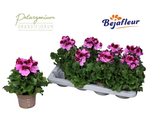 Picture of Pelargonium grandiflorum judith