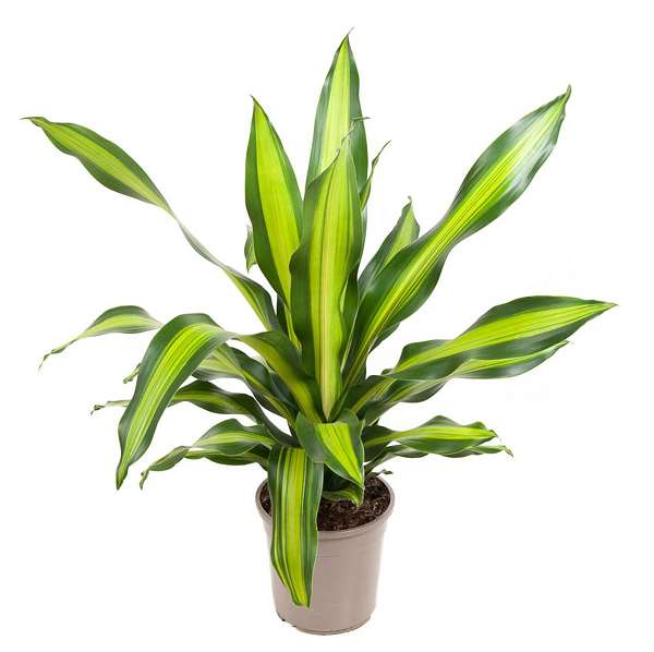 Picture of DRACAENA FRAGRANS BURLEY