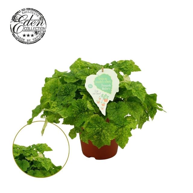 Picture of Tolmiea menziesii variegated