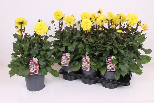 Picture of Dahlia xl yellow