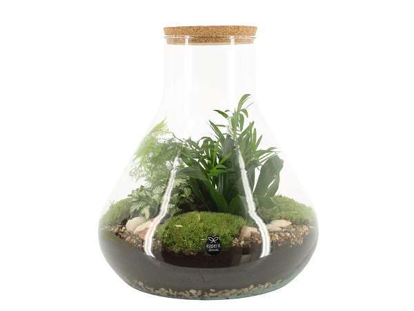 Picture of TERRARIUM