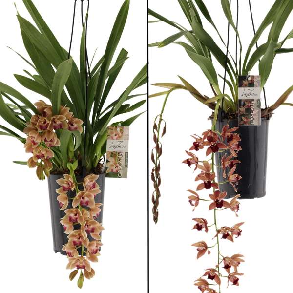 Picture of CYMBIDIUM 02-STEM MIX