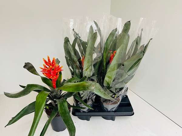 Picture of AECHMEA PEPITA FLAME