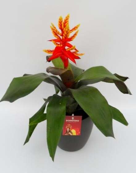 Picture of AECHMEA PEPITA FLAME