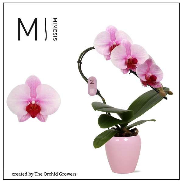 Picture of PHALAENOPSIS 01-STEM SWAM BLUSH IN CERAMIC