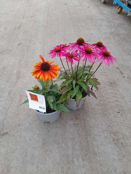 Picture of ECHINACEA PURPUREA MIX