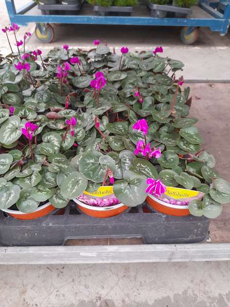 Picture of CYCLAMEN COUM PINK