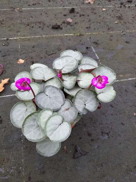 Picture of Cyclamen coum rose silver