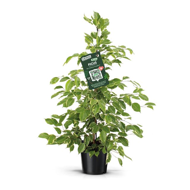 Picture of FICUS BENJAMINA GOLDEN KING