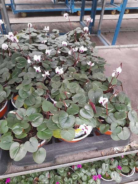 Picture of CYCLAMEN COUM WHITE