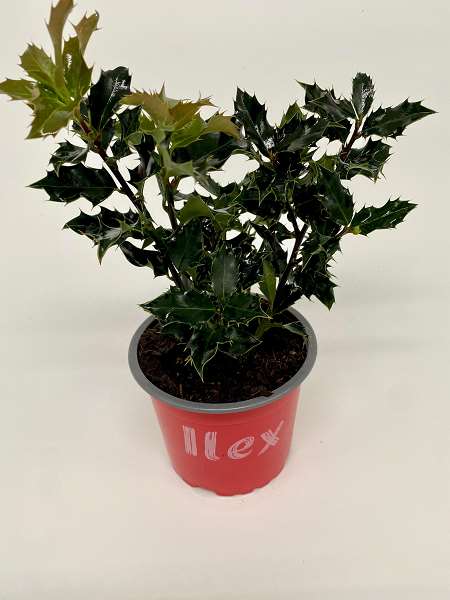 Picture of ILEX AQUIFOLIUM LUCIFER PBR