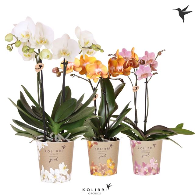 Picture of Phalaenopsis 02-stem jewel mix