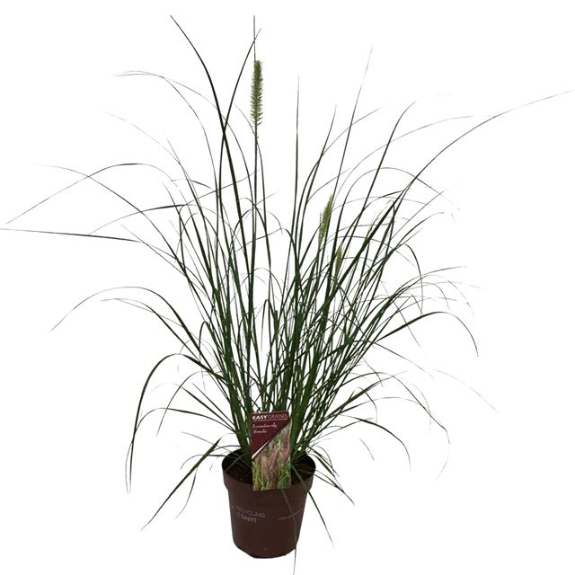 Picture of Pennisetum alopecuroides hameln