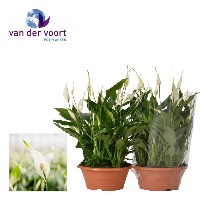 Picture of Spathiphyllum bellini bowl pot