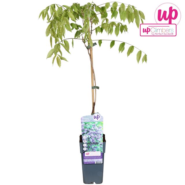 Picture of Wisteria floribunda black dragon