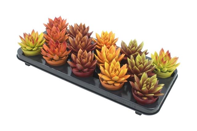 Picture of ECHEVERIA MIRANDA BICOLOR AUTUMN MIX