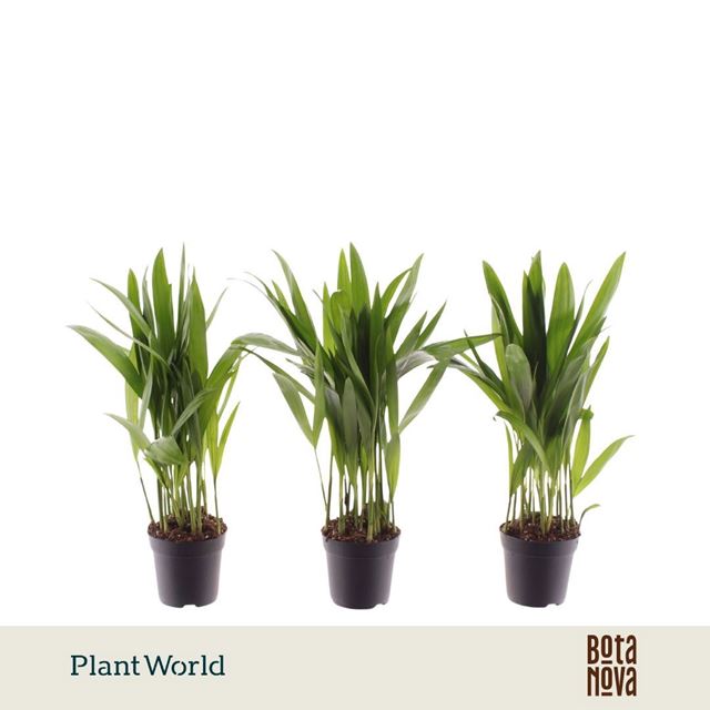 Picture of Dypsis lutescens