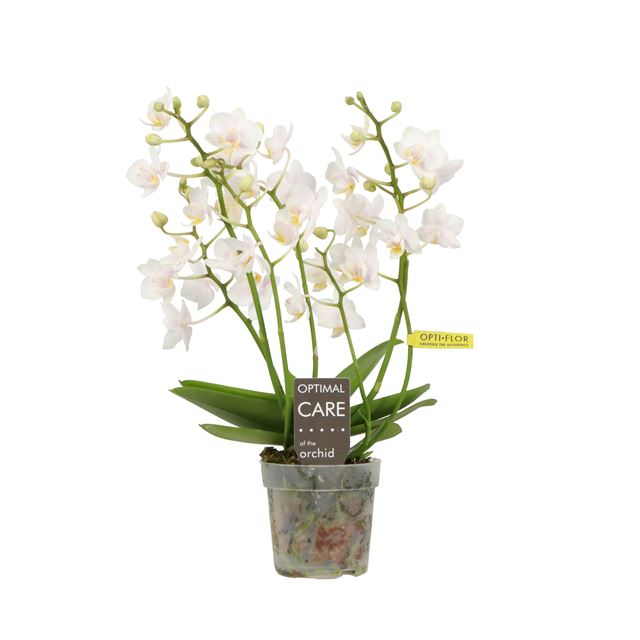 Picture of PHALAENOPSIS 04-STEM WILLD 
