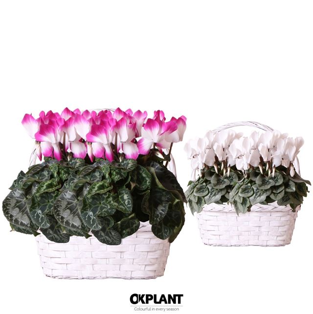 Picture of CYCLAMEN MIX DUO IN WICKER BASKET