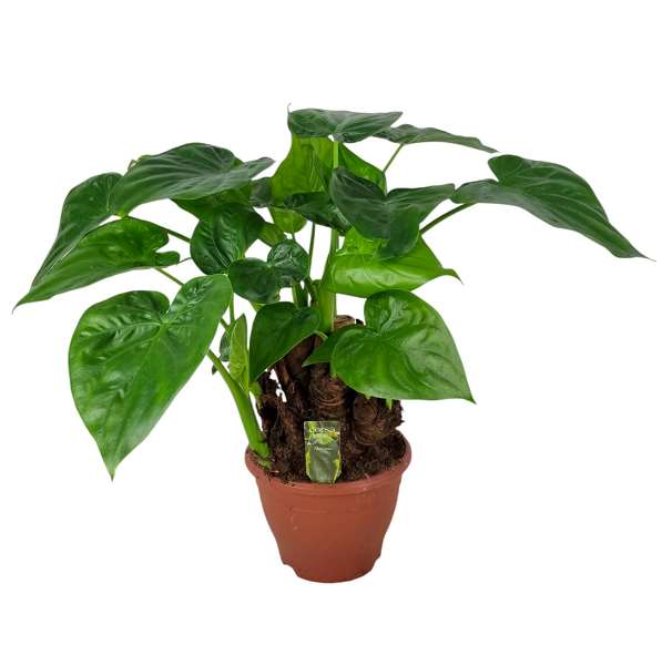 Picture of ALOCASIA MULTITRUNK