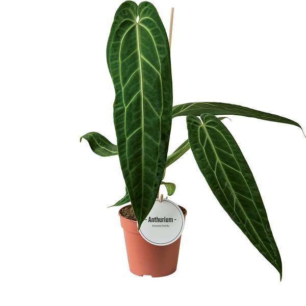 Picture of ANTHURIUM WAROCQUEANUM