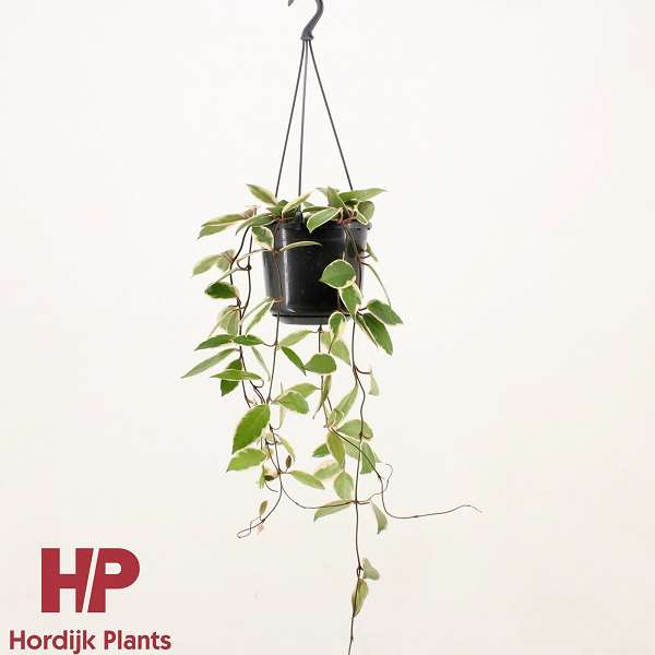 Picture of HOYA CARNOSA FLAMINGO DREAM IN HANGING BASKET