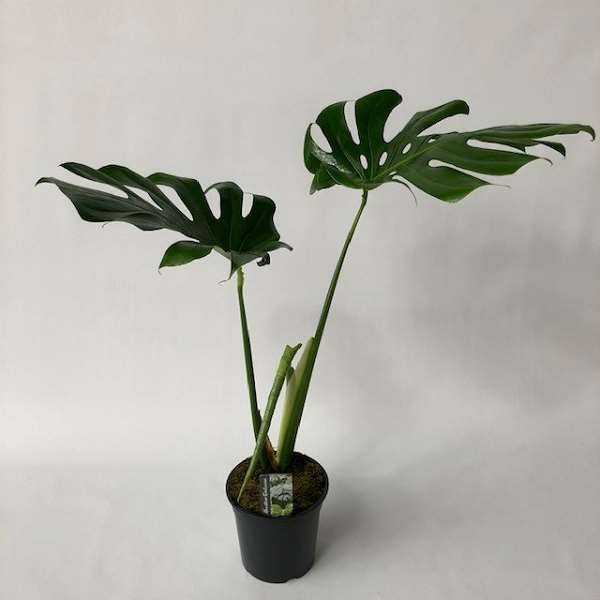 Picture of MONSTERA DELICIOSA XXL